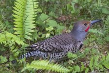 A03NorthernFlickerMale1846.jpg A03NorthernFlickerMale1846.jpg