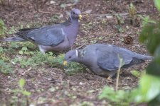 B01BandtailPigeons1894.jpg B01BandtailPigeons1894.jpg