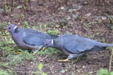 B02BandtailPigeons1896.jpg B02BandtailPigeons1896.jpg