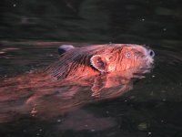 IMG_4010.JPG