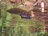 IMG_4007.JPG
