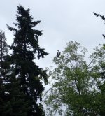 IMG_2825.jpeg