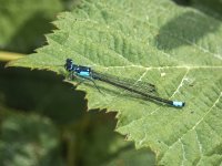 B15PacificForktailMale6190032.jpg