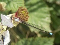 B16PacificForktailFemale6190033.jpg