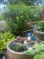 IMG_7467.jpeg IMG_7467.jpeg