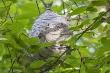 C12CommonAerialYellowjacketNest1977.jpg