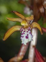 A02SpottedCoralroot5270029.jpg