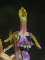 B05PacificCoralroot6070013.jpg