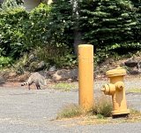 IMG_2871.jpeg