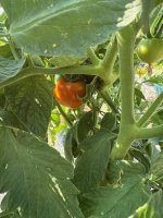 tomatoe.jpg