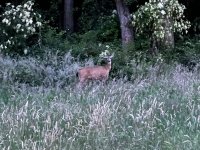 IMG_2886.jpeg