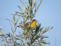 IMG_4029.JPG