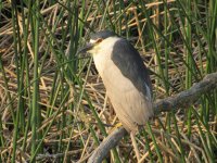 IMG_4100.JPG