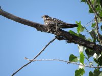 IMG_4065.JPG