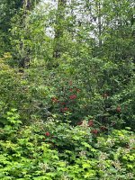 IMG_4245.jpeg