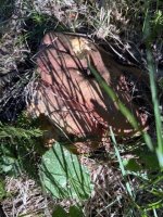 boletus.1.jpg