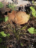 boletus.2.jpg