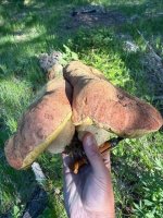 boletus.jpg