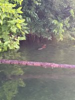 IMG_0513.jpeg