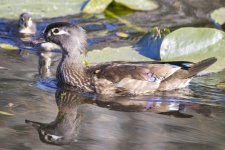 A01WoodDuckHen1143.jpg