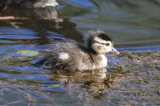 A02WoodDuckDuckling1131.jpg