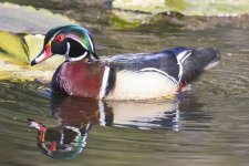 A03WoodDuckDrake1135.jpg