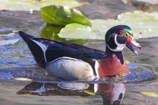 A04WoodDuckDrake1137.jpg