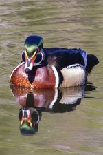 A05WoodDuckDrake1151.jpg