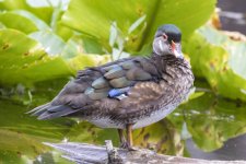 A06WoodDuckDrakeEclipse2060.jpg