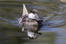 A08RuddyDuckDrake2317.jpg