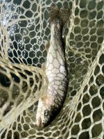 IMG_6535.jpeg