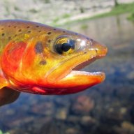 Gadabout_Trout