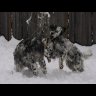chukardogs
