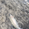 osoflyfishing