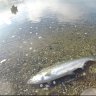 tidetrout