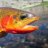 Gadabout_Trout