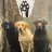 BlackLabsMatter