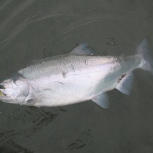 Monster Pink Salmon