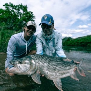 Blue Tigerfish - Tanzania