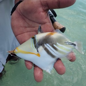 Picasso Triggerfish