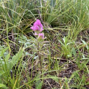 IMG_6028.jpeg