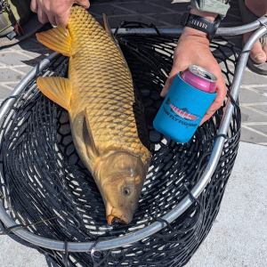 June 2026 Carp