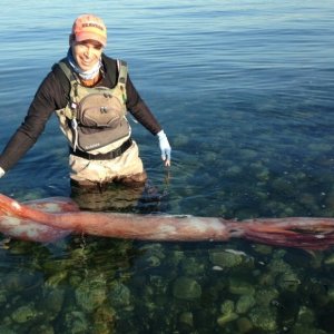 Robust Clubhook Squid Puget Sound.jpeg