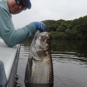 African Tarpon