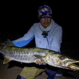 Guinean Barracuda