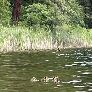 IMG_0525.jpeg