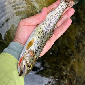 IMG_7107.jpeg