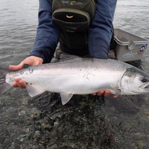 Media 'Wild Coho Salmon' in category 'Saltwater - PNW Coasts'