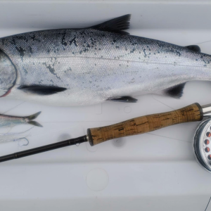 Media 'Coho_FLy_Herring.png' in category 'Example category'