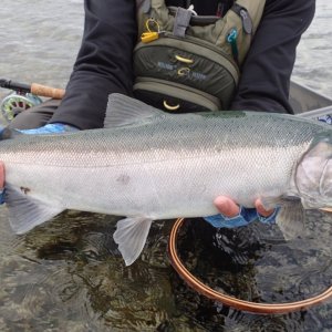 Wild Coho Salmon